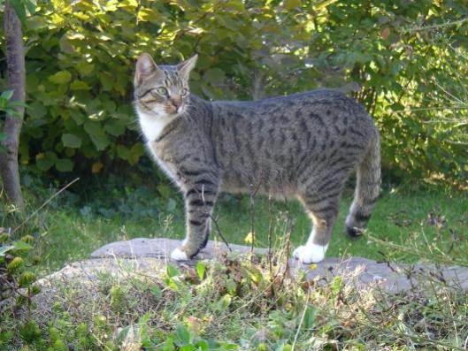 Finn, der Chaos-Kater