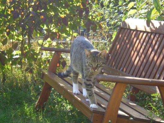 Finn liebt seine Streifzüge durch unseren Garten.
