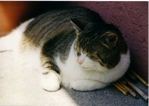 Fino mittlere Grösse 2 bearbeitet 1