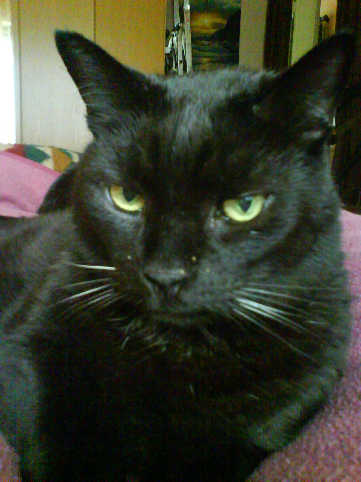 Francis 8.4.97-25.5.11