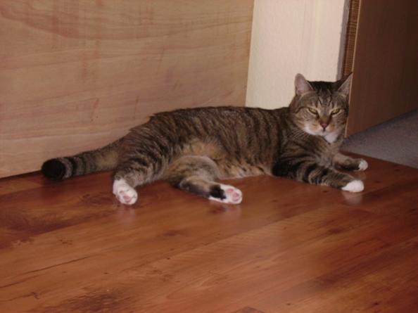 Fratz: Erst mal Pause machen bevor weiter "geschnüffelt" wird