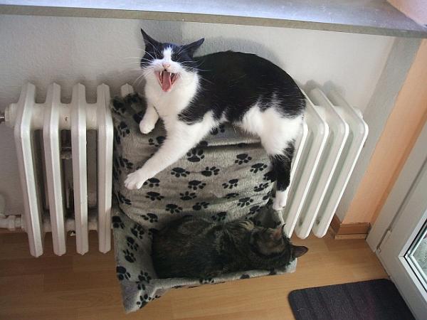 Freya singt, nicht schön, aber laut