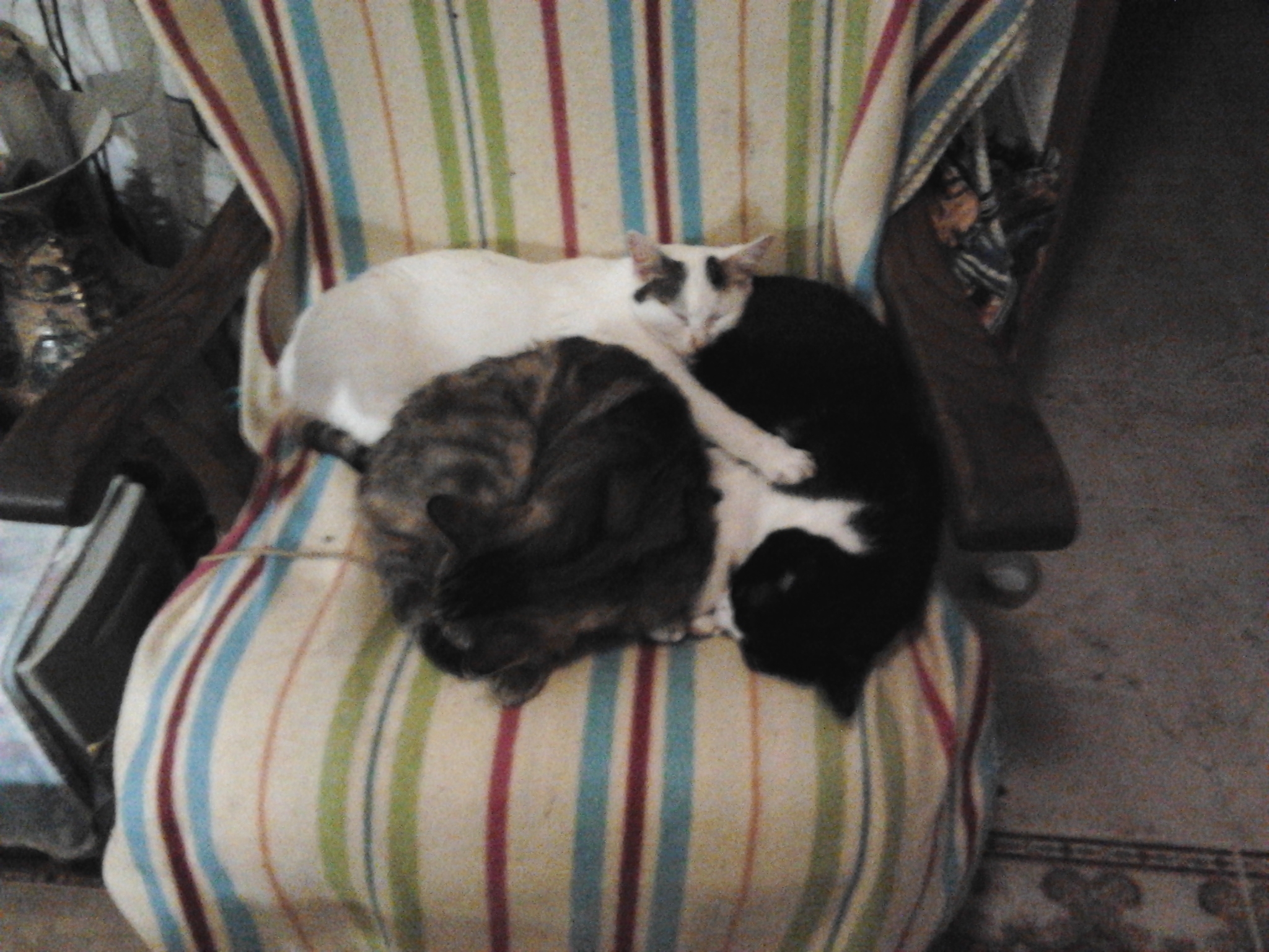 Frida, Bengi &amp; Mimi  gemeinsam schlafen  2014 02 20 22.36.31