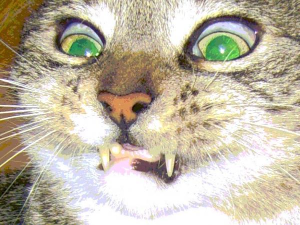 Friedrich`s Geburtstag 2008