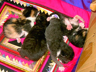 frisch "geschlüpft"