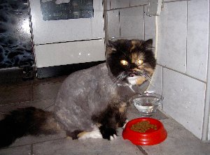 frisch vom frisör gekommen :-)