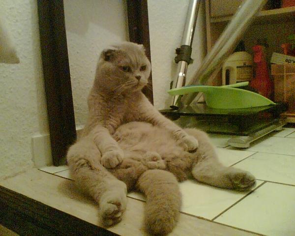 Frodo ein  Scottish fold