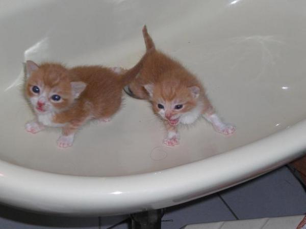 Fuchsi und Bubi ganz frech im Waschbecken