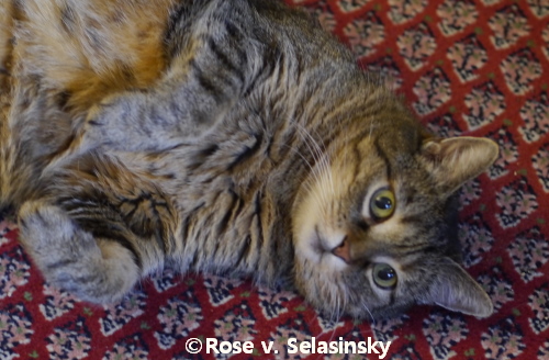 Fühlt sich sehr wohl