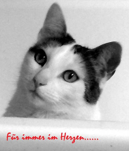 für immer in meinem herzen