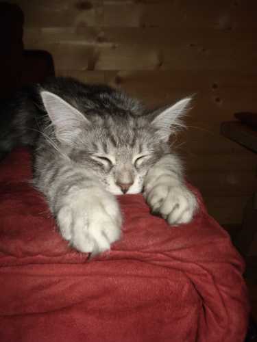 Gähhhn, war das ein anstrengender Tag..."