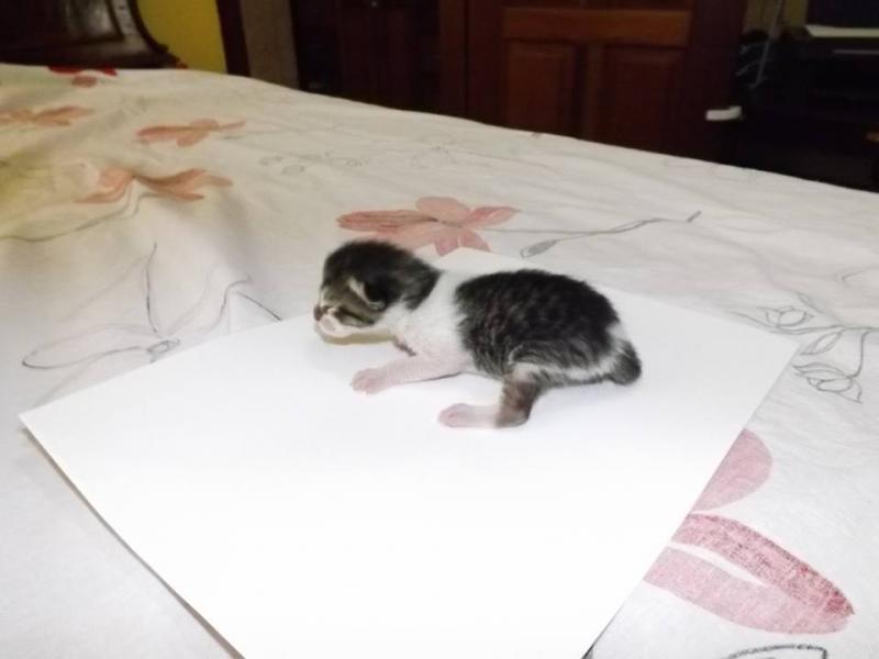 Gallo (Baby Nr. 3, männl. am 2. Tag nach Geburt)