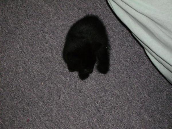 Garfield beim Putzen