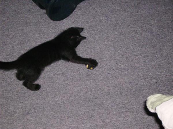 Garfield beim Spielen