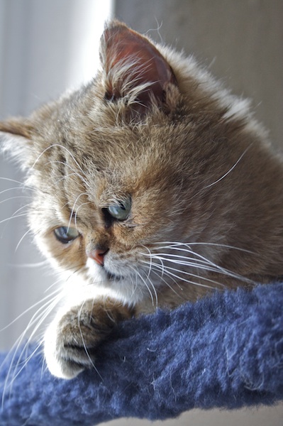 Garfield, der Träumer