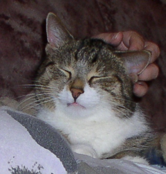Gekrault zu werden ist das schönste auf der Welt, jedenfalls als Kater :-)