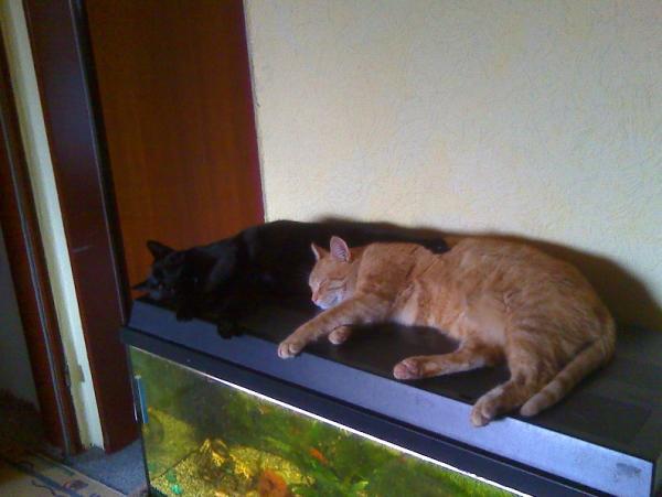 Gemeinsames schlafen - 2008