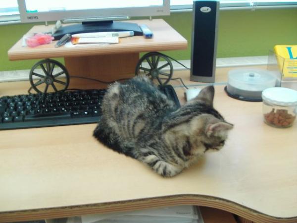 Gemütlicher Schreibtisch