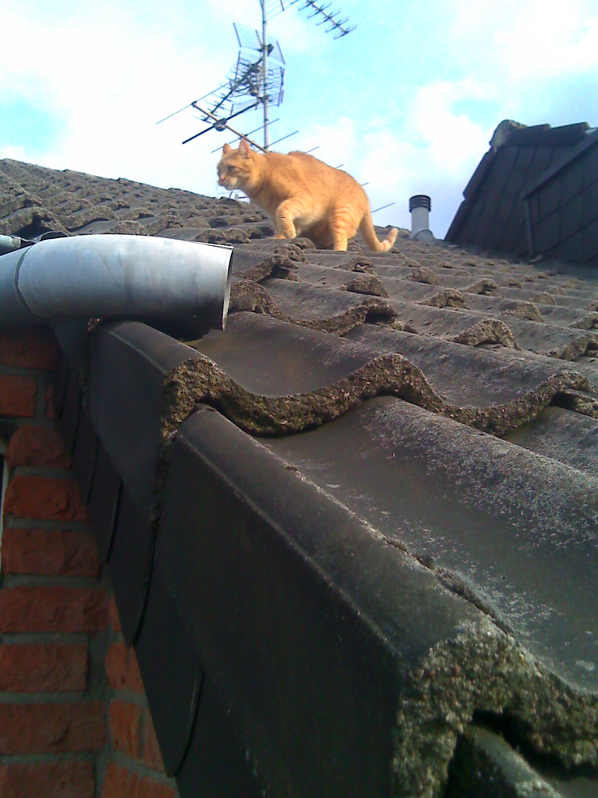 Gerry auf dem Dach 4