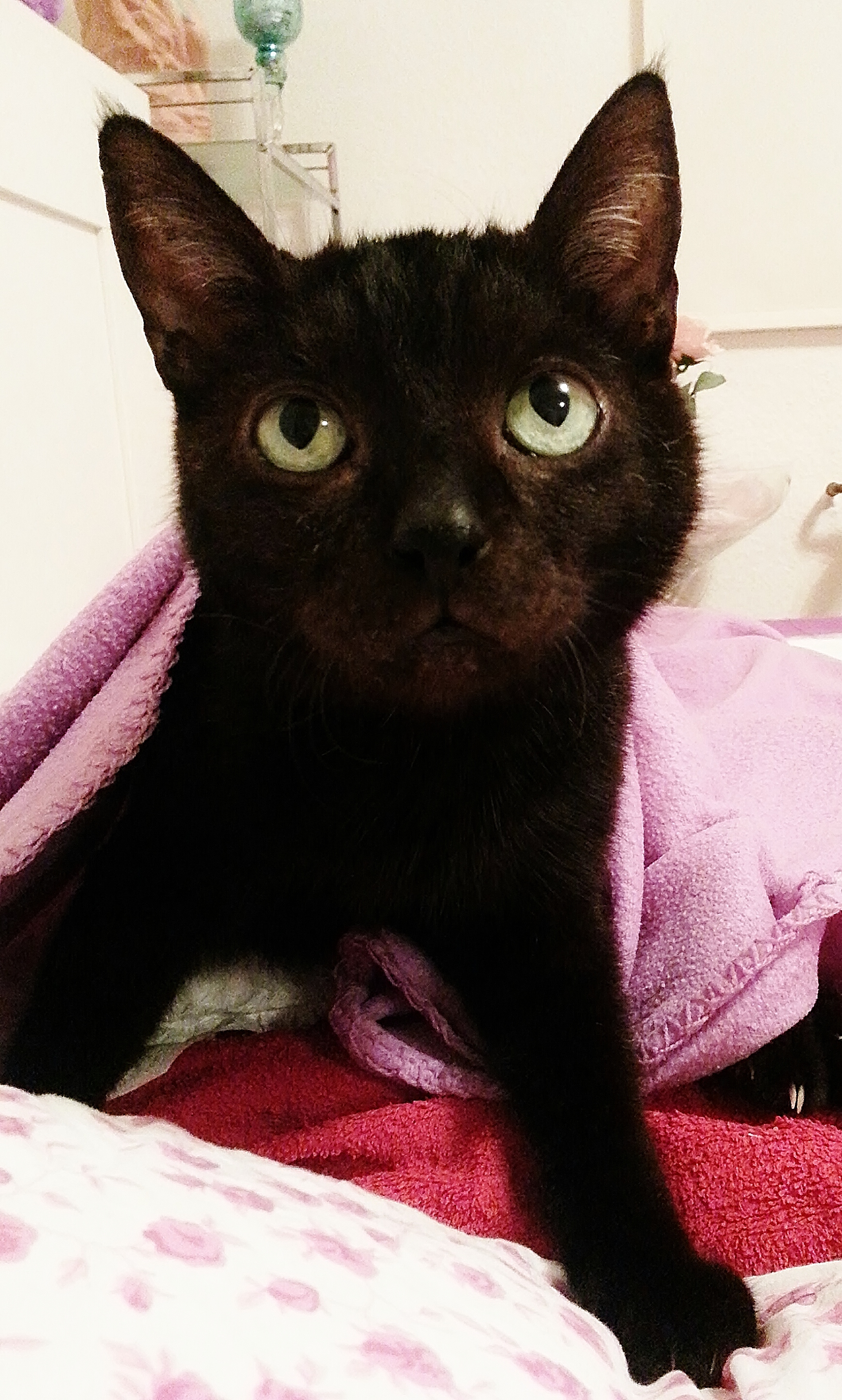 Gestern Abend, da wollte er unbedingt zu mir auf den Schoß :-)