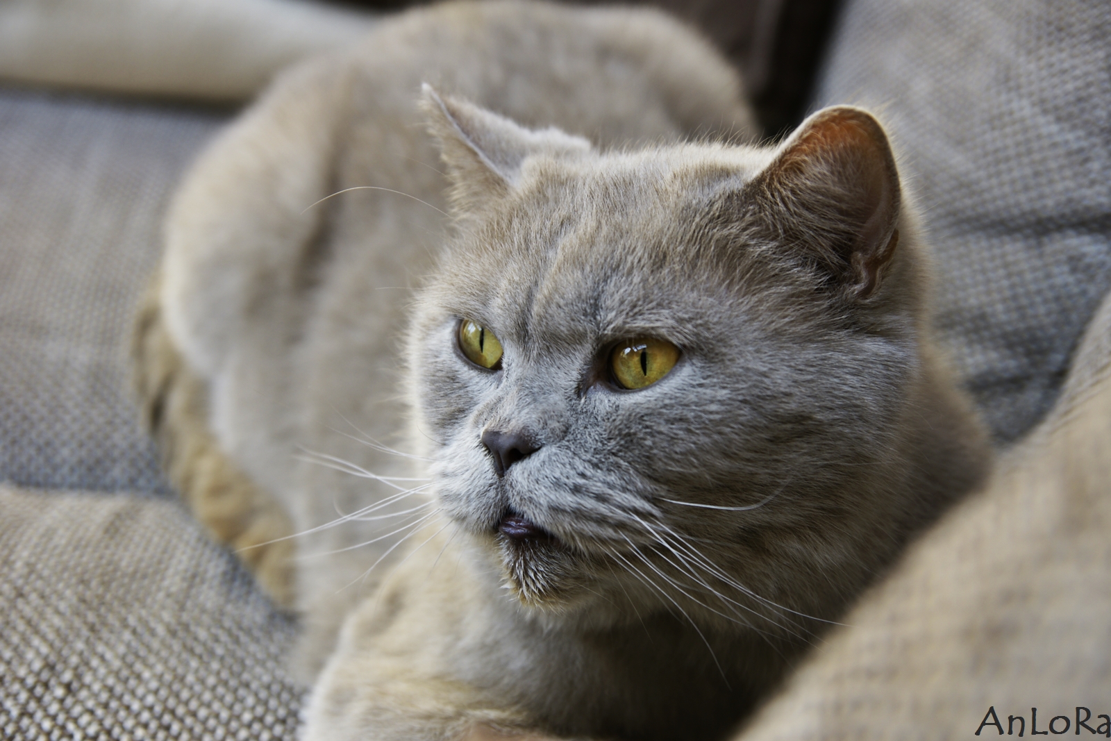 Giaci - BKH, eigentlich La Coppolas Giacomo
*1.6.2005 (und seit Dezember 2005 bei uns)