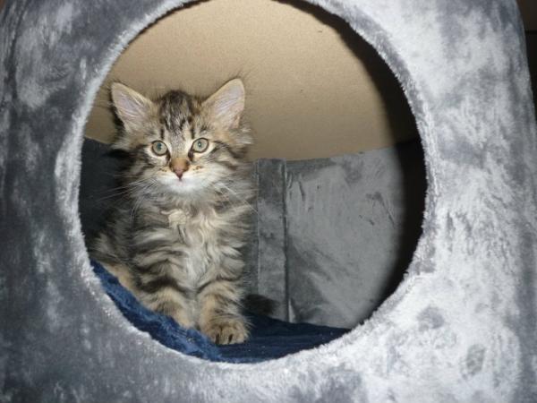 gizmo als er 2 monate alt war :(