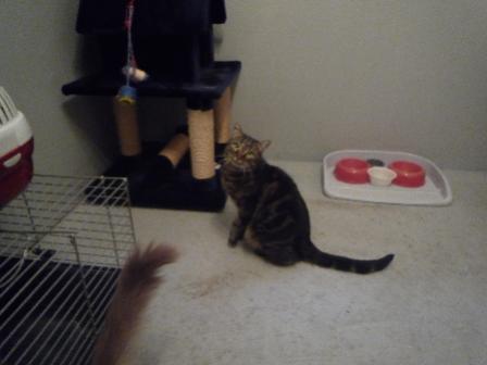 Gizmo der sich immer wie ein Kremling benimmt ca. 5 Jahre