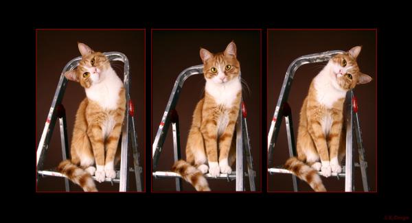 Gizmo ist unser Erstgeborener