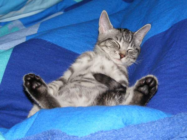 Gräte unser Sonnenschein ...nun müssen wir uns leider langsam von dir verabschieden da dich die grausame Krankheit FIP erwischt hat...du wirst immer in unseren Herzen bleiben !!!