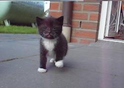 Grinsekatze (Lisa lustig)