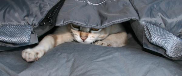 Gut versteckt auf Mäuse... äh, eher Füße Jagt..