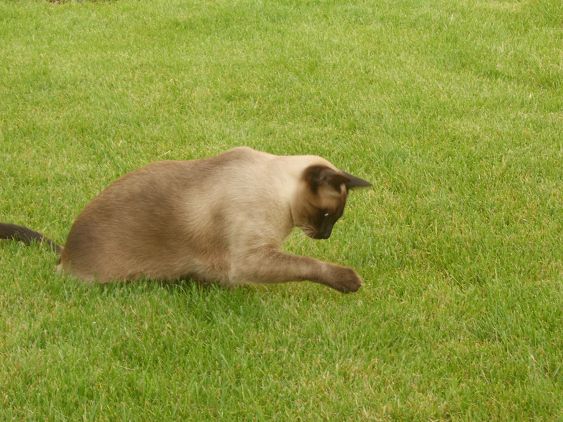 hab ich den Grashüpfer noch unter der Pfote?
unsere süße mittlerweile schokofarbene Knutschkugel Jamie