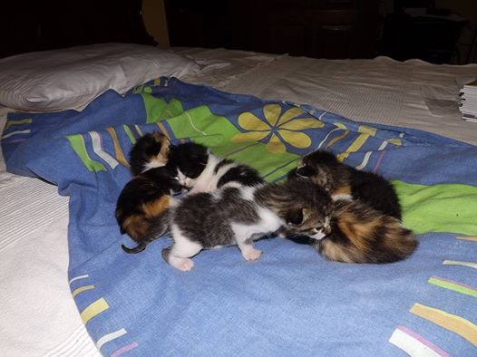 Haben die Augen offen und krabbeln rum.