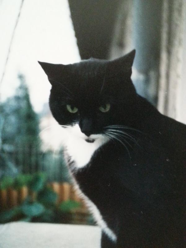 Hallo. Ich hieß Sylvester und war Gabi's erste süße Fellnase. Geholt aus dem Tierheim, hatte ich mich ganz schnell bei meiner Dosi eingelebt. Wir Zwei hatten uns und das hat mir völlig gereicht. Einen Spielkumpel wollte ich echt nicht. Leider wurde ich 2000 sehr krank. Dank meiner Gabi brauchte ich aber nicht lange leiden. 
In meinem nächsten Leben probiere ich's aber mal mit einer Spielgefährtin. Könnte vielleicht doch ganz nett werden.