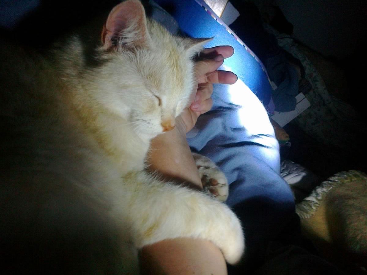 Hand in Hand durchs Katerleben
Happy, mein Herzenskater