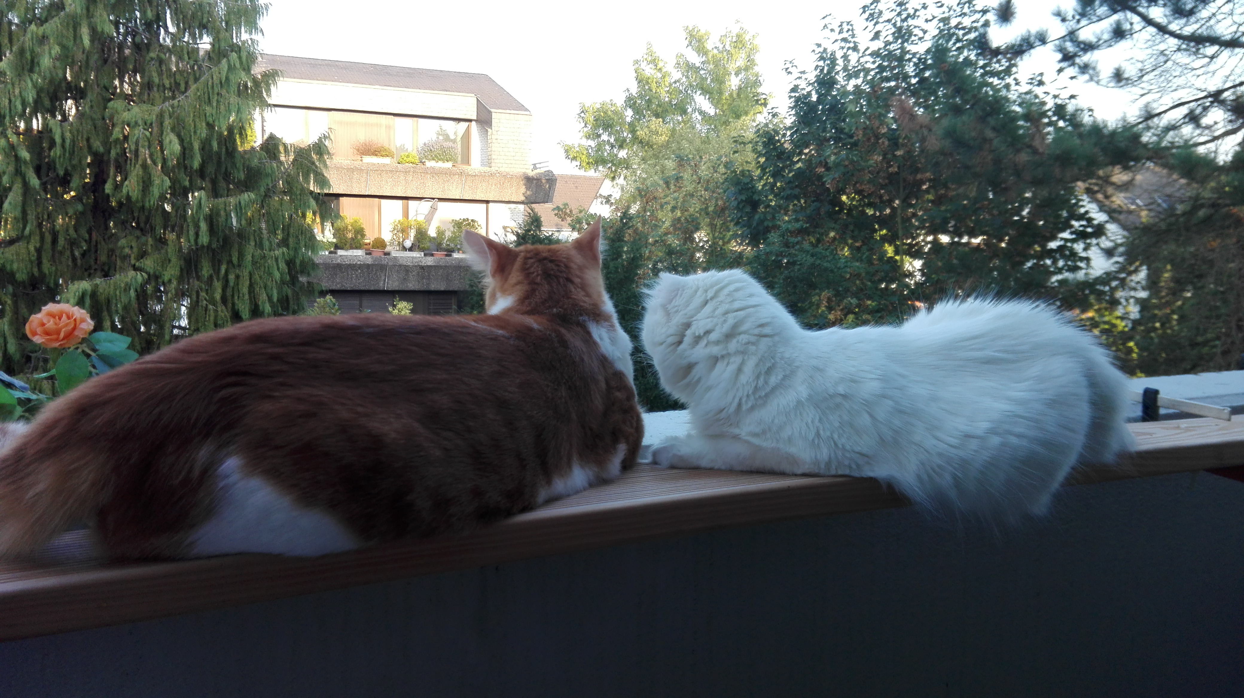 Harmonie für kurze Zeit