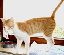 Hat Hund Fernando vielleicht was Besseres in seinem Napf?