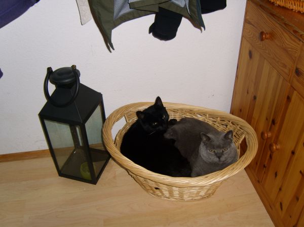 Hat IRGENDWER mal IRGENWANN behauptet, WIR würden uns nicht vertragen und verstehen???