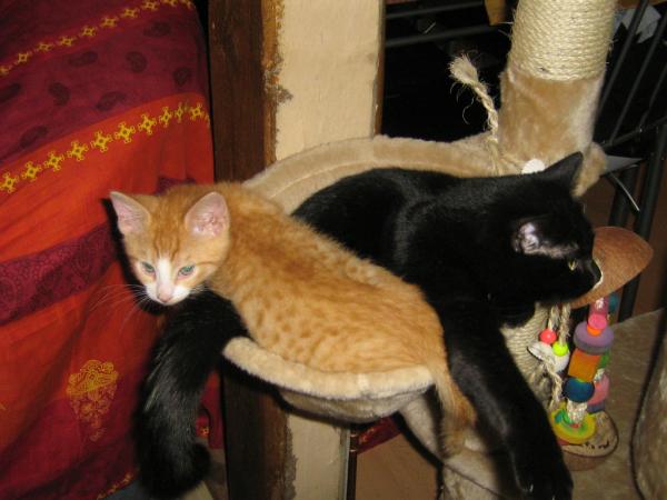 Hauptsache zusammen kuscheln, egal wie eng das sein könnt