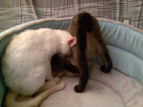 Helo übt Handstand, Apollo schaut zu