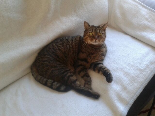 hier bin ich Katze, hier darf ich sein