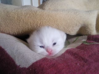 hier ist die kleine maus 10 tage