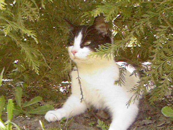 Hier ist Kitty ca.1 Jahr alt.