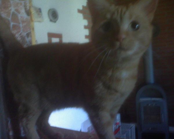 Hier ist sie kastriert