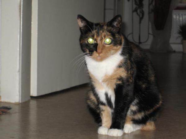 Hier meine mittlerweile fast 9-jährige Nadja, das Sorgenkind. Sie hat schon Schlimmes in ihrem Leben durchgemacht, bevor sie bei mir landete. Sie ist sehr sensibel und man darf sie nur anfassen, wenn sie das will. Hochnehmen ist gar nicht drin. Dafür wird sie der Teufel, wenn der Tierarzt sie anfassen will.