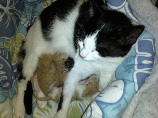 hier nochmals mukki mit ihren babys :D