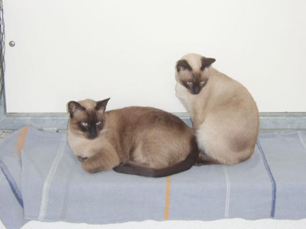 hier sieht man die Farbunterschiede der Geschwister