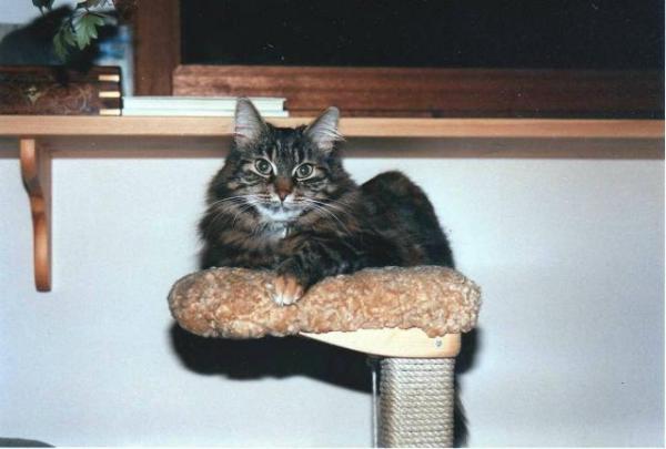 Hier sieht man Micky, die ich mit der Flasche großgezogen habe und ein Alter von fast 18 Jahre erreichte. Sie ist eine Mischlungskatze, die wie eine Norwegische Waldkatze aussah