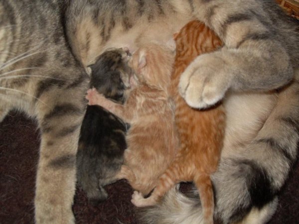 Hier sind sie alle noch bei Mama