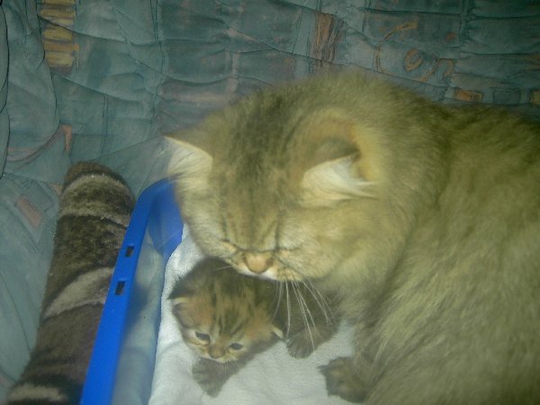 Hier versucht Tigerchen der "Putzattacke" seiner Mama zu entgehen.